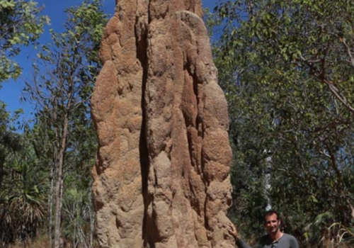 photographie nest of termite Nasutitermes triodiae