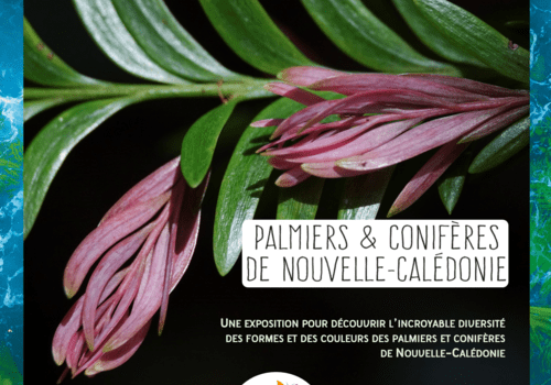 Association Noé - Exposition palmiers et conifères