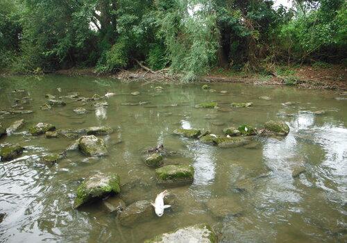 Illustration d'une pollution de cours d'eau avec mortalité piscicole