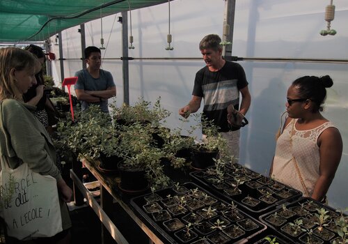 Visite d'une serre de production de plantes halophytes