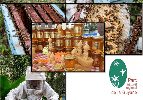 Miels de Guyane : De la nature au consommateur Miels de Guyane : De la nature au consommateur