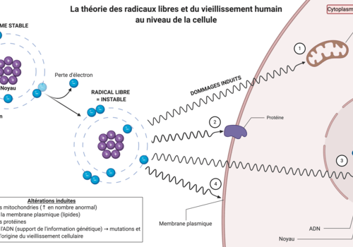 Altération cellulaire et thérapeutiques issue de la biodiversité