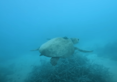 Suivi des pontes de tortues