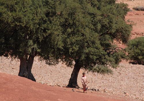 Les arbres, témoins et acteurs de la mémoire commune au Maroc Les arbres, témoins et acteurs de la mémoire commune au Maroc