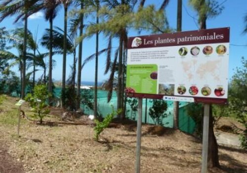 Mise à l'honneur des plantes patrimoniales à l'Arboretum