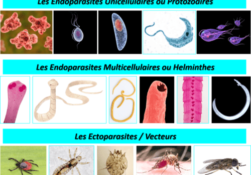 Les différents types de parasites de l'Homme Les parasites de l'Homme sont soit des endoparasites unicellulaires (ou protozoaires), soit des endoparasites multicellulaires (ou helminthes), soit des ectoparasites dont certains sont vecteurs de maladies.