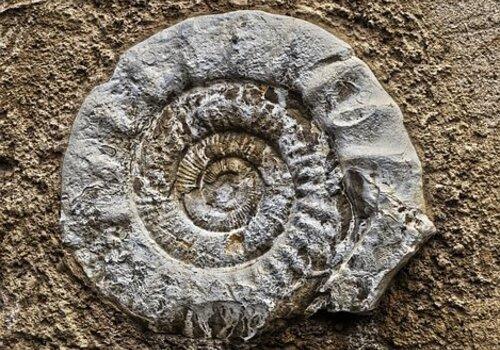 Ammonite fossilisée