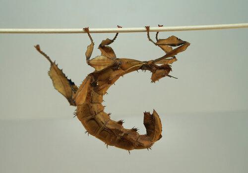 phasme scorpion Le phasme scorpion, étrange insecte australien