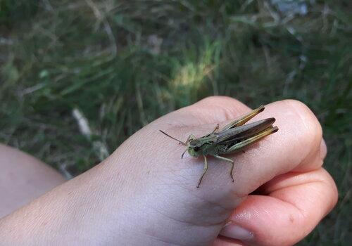 Le monde des insectes Un participant observant un criquet sur sa main