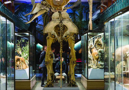 Musée d'histoire naturelle de Lille Musée d'histoire naturelle de Lille