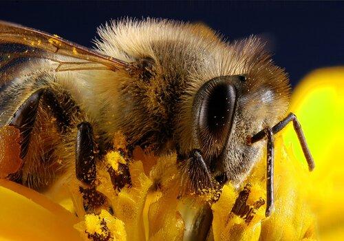 Le monde des abeilles, ANSES