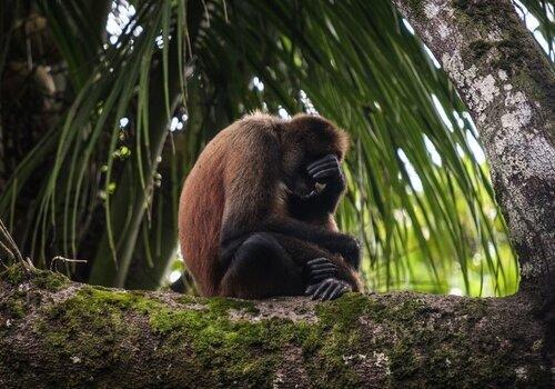 Chimpanzé Chimpanzé