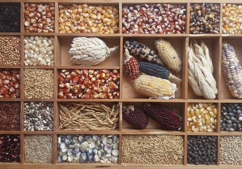 Diversité des graines conservées à ARCAD