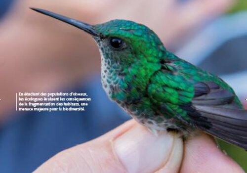 En étudiant des populations d'oiseaux, les écologues évaluent les conséquences de la fragmentation des habitats, une menace majeure pour la biodiversité.