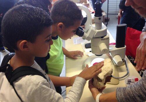 des enfants touchent un moulage de crâne fossile et observent des ossements à la loupe binoculaire en écoutant les explications d'un chercheur. 