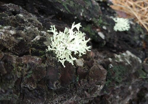Lichen blanc laiteux sur écorce sombre recouverte de mousses