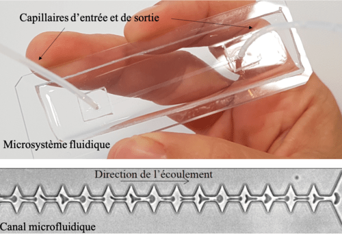 Microsystème fluidique Photographie d'un microsystème fluidique et d'un canal microfluidique dédié à la sollicitation mécanique des cellules