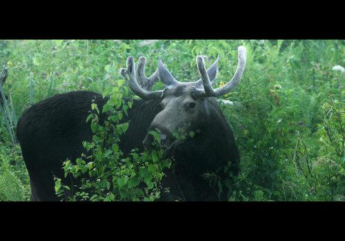 photogramme du films Dans les bois