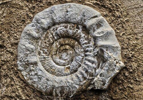 Fossile