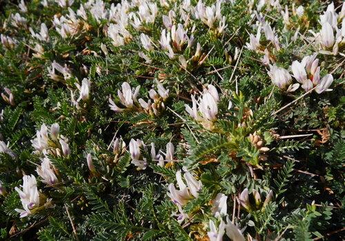 Astragale de Marseille Astragalus tragacantha Astragale de Marseille Astragalus tragacantha