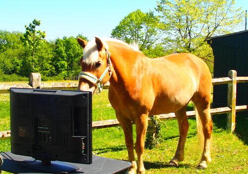 Test de comportement de reconnaissance de personne chez le cheval