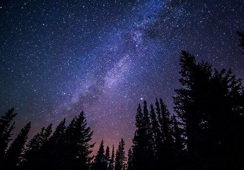 ciel étoilé au dessus de la forêt