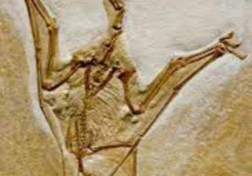 oiseau fossilisé oiseau fossilisé