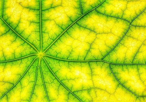 Photosynthèse Ateliers scientifiques - PHOTOSYNTHESE