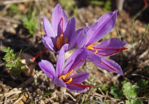 3 fleurs de safran avec pistils apparents