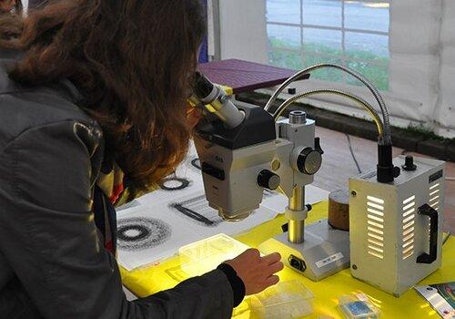 observation au microscope