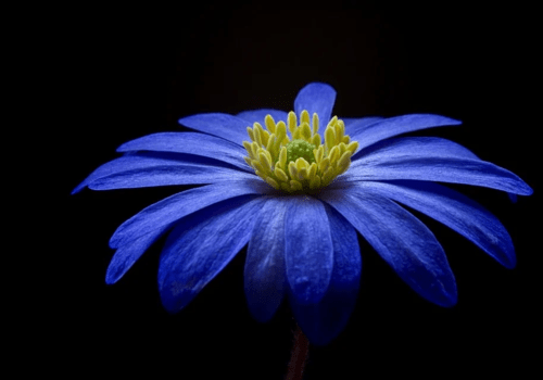 Fleur bleue