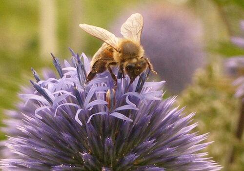 Abeille et fleur