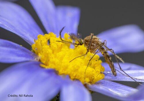 Moustique mâle du genre Culex se nourrissant du nectar d'une fleur