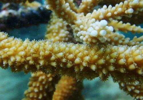 Polypes sur une branche d'Acropora cervicornis