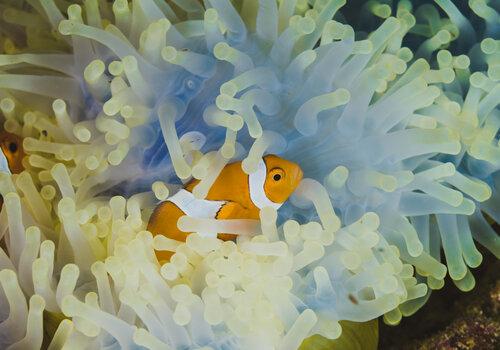 Le poisson clown vit en symbiose avec l'anémone symbiose poisson clown et anémone
