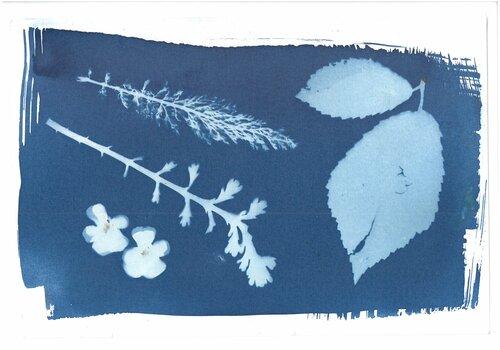 Technique cyanotype