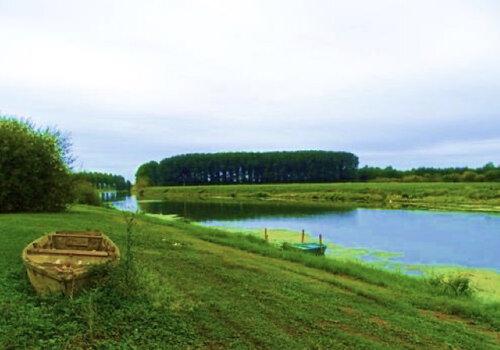 Présence d'une peupleraie en bordure de cours d'eau (La Sarthe)