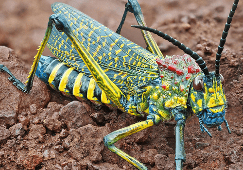 Philippe Martin / Matorral Editions insectes_p_martin_matorral