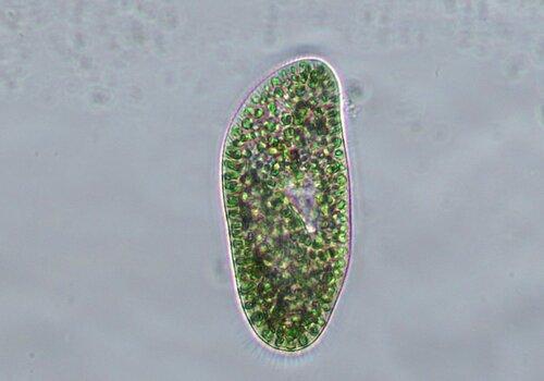 Cette paramécie, organisme aussi petit que l’épaisseur d’un cheveu (50 microns d’épaisseur), est l’hôte de centaines de microalgues vertes symbiotiques dans l’eau douce. Cette paramécie, organisme aussi petit que l’épaisseur d’un cheveu (50 microns d’épaisseur), est l’hôte de centaines de microalgues vertes symbiotiques dans l’eau douce.