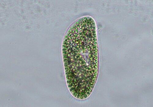 Cette paramécie, organisme aussi petit que l’épaisseur d’un cheveu (50 microns d’épaisseur), est l’hôte de centaines de microalgues vertes symbiotiques dans l’eau douce.