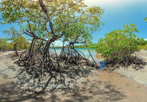 Palétuvier rouge, espèce pionnière de la mangrove