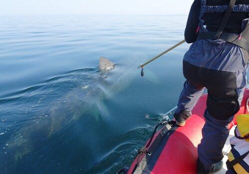 APECS = Association dédiée aux requins et aux raies, poissons cartilagineux anciennement nommés « Sélaciens »