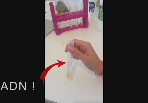 Extraction d'ADN de banane