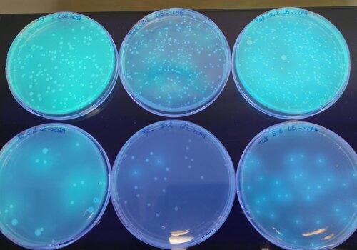Bactéries en colonies sur des boites de Petri Bactéries en colonies (millions de bactéries/colonie) sur des boites de Petri, contenant un milieu gélosé nutritif