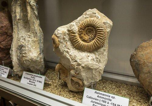 Ammonite du Muséum d'histoire naturelle