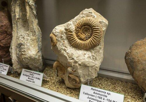 Collection du Muséum d'histoire naturelle de Chambéry Ammonite du Muséum d'histoire naturelle