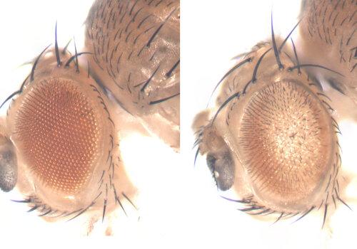 Effet sur l’oeil de la drosophile de l’expression de la forme normale (gauche) ou pathologique (droite) de la protéine humaine ATXN3 Photo de deux yeux de drosophile