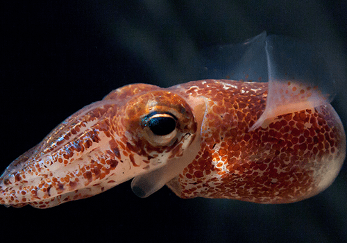 Euprymna scolopes, un petit calamar vivant en symbiose avec des bactéries bioluminescentes. 