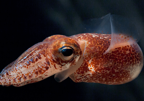 Euprymna scolopes, un petit calamar vivant en symbiose avec des bactéries bioluminescentes. Euprymna scolopes, un petit calamar vivant en symbiose avec des bactéries bioluminescentes.