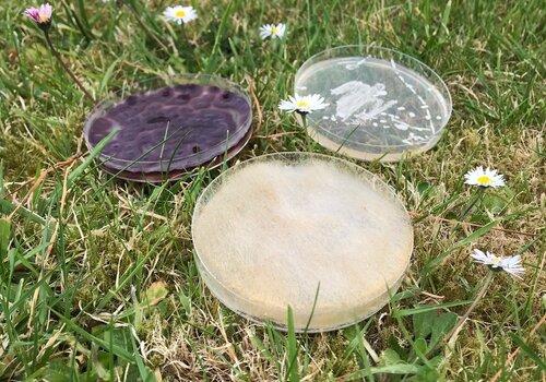 Les spores partent en vacances La biodiversité et l’écologie des microorganismes